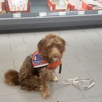 ein wuscheliger brauner Hund mit Kenndecke sitzt in einem Supermarkt vor dem Wurstregal